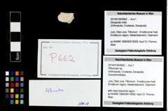 Foto (Objekt + Etikett) von Pithonoton sp.  (NHMW-GEO-2014-0194-0662)